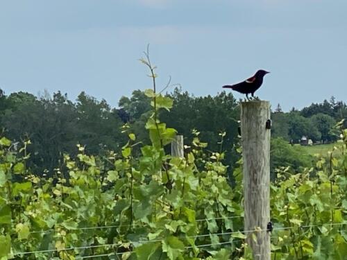 Bird-at-Vineyard
