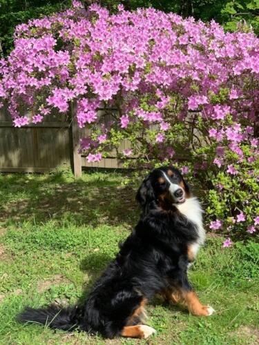 Charlie-the-Guest-of-Honor