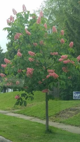 Geneva Tree