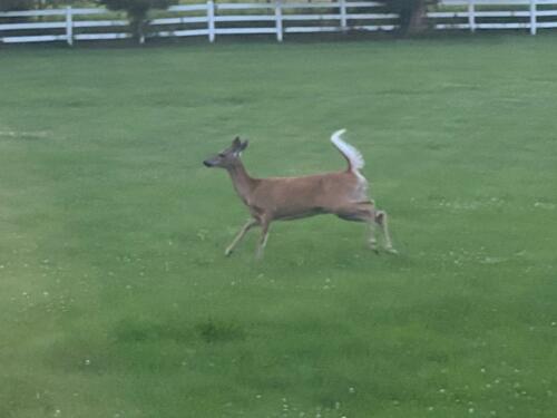 Geneva Deer