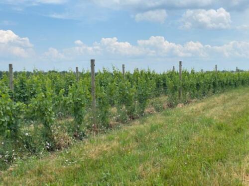 Three-Brothers-Wineries-and-Estates-Exterior