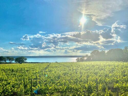Ventosa-Winery-Vineyard