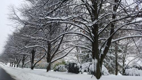 Winter Trees Castle Road