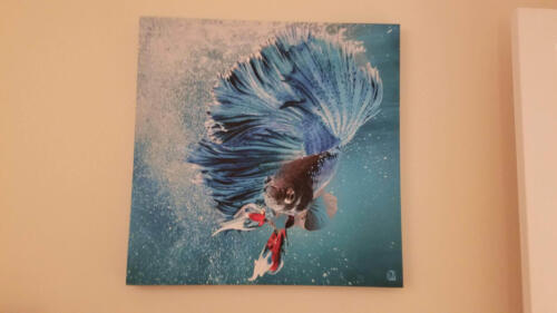 Picture of Fish