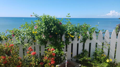 White Fence 