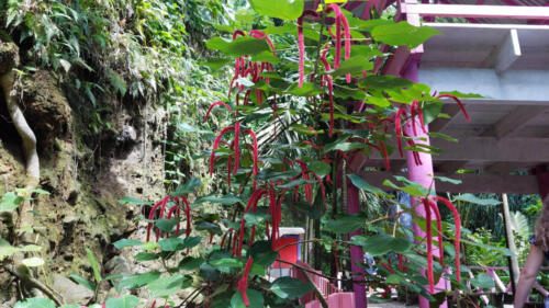 Plants near Waterfall
