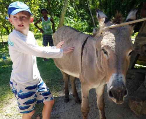 Blond Boy and Donkey