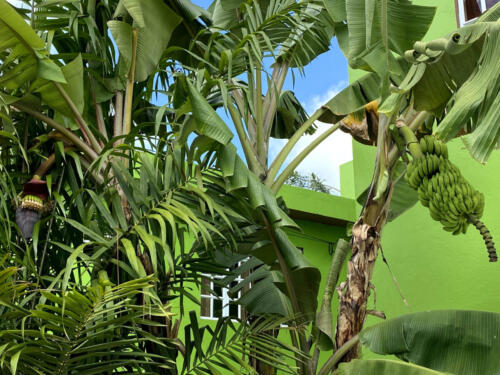 Banana Trees