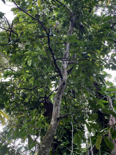 Soursap Tree
