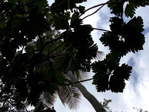 Breadnut Tree