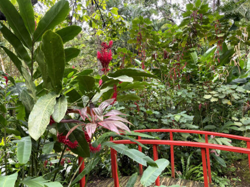 Red Bridge Garden